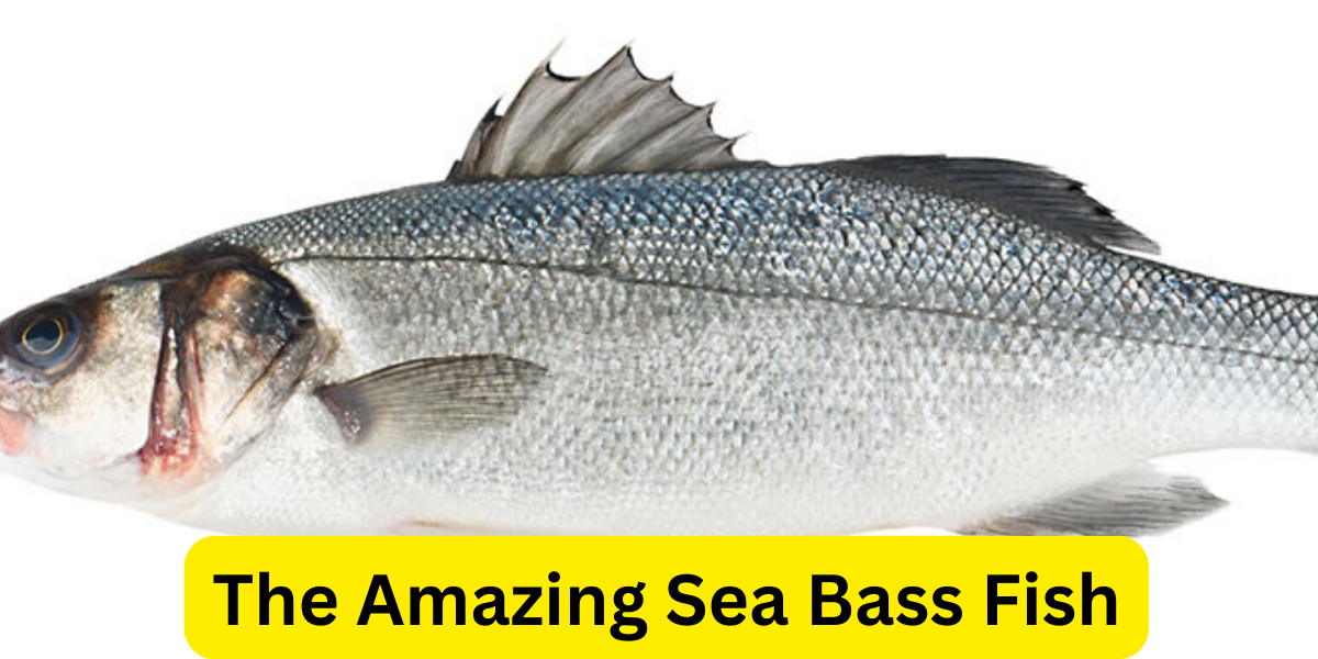 The Amazing Sea Bass Fish