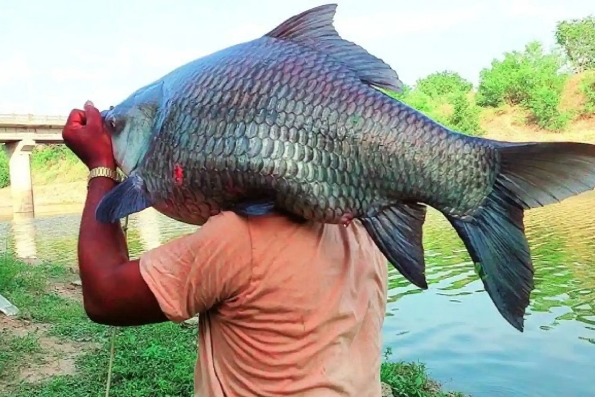 Smart Tips for Selecting Rohu Fish at the Market in Dubai