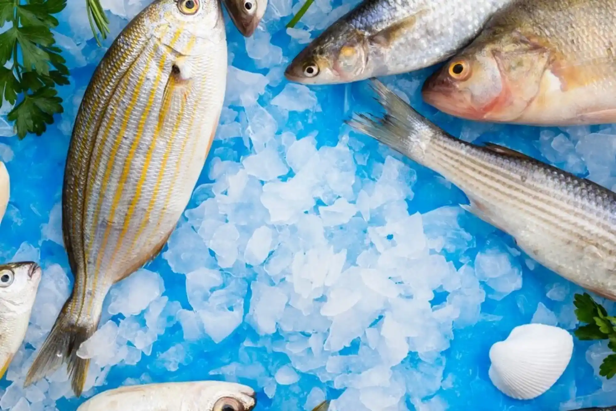 Smart Tips for Shopping Sultan Fish Dubai Like a Pro